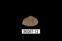 藏品(抱蛤)的圖片